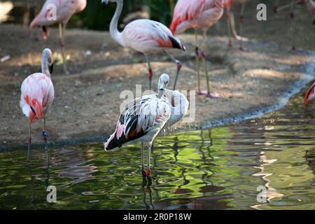 Vue sur un flamants du Chili se toilettant dans un lac, vu dans un zoo local. Banque D'Images