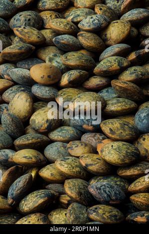 Lentilles vertes françaises (le puy lentilles vertes PDO, AOC) (Lens esculenta puyensis ) vue du dessus macro détail toile de fond gros plan non cuit cru Banque D'Images