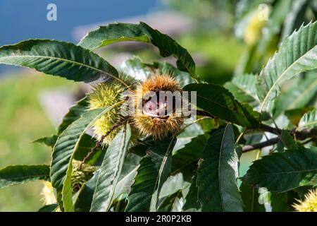 Gros plan d'une gousse d'ouverture d'un châtaignier sur une branche avec des feuilles avec le hulk visible, arrière-plan hors foyer Banque D'Images