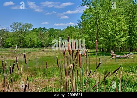 Teaneck Creek Conservancy à Teaneck, NJ, États-Unis. Une belle scène de terre humide, avec des skys bleus et des chatons marron foncé gros plan et un arrière-plan doux. Banque D'Images