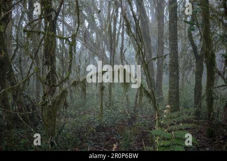 Une jungle sombre avec une végétation luxuriante. Banque D'Images