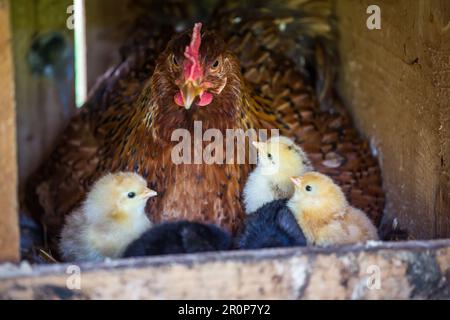 Mère poule avec ses nouveau-nés Banque D'Images