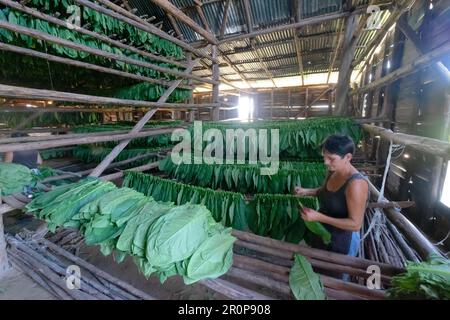 Femme cubaine travaillant dans une usine de cigares. La femme touchant les feuilles de tabac pour la production des cigares cubains Banque D'Images