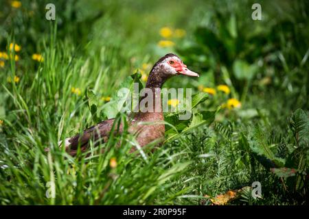 Canard de barbarie brun (Cairina moschata) Banque D'Images