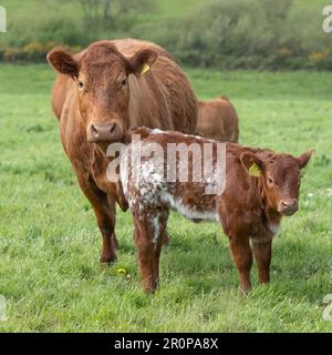 vaches et veaux stabilisateurs sur un vieux pâturage Banque D'Images