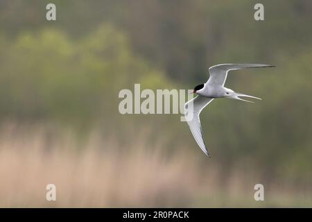 Sterne arctique (Sterna paradisaea) adulte été Whitlingham CP Norfolk UK GB avril 2023 Banque D'Images