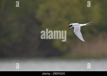 Sterne arctique (Sterna paradisaea) adulte été Whitlingham CP Norfolk UK GB avril 2023 Banque D'Images