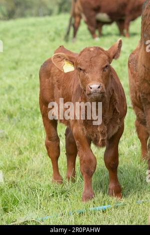 Ruby vache et veau de bétail Banque D'Images