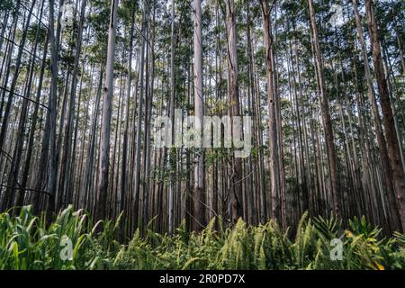 Une forêt entourée d'eucalyptus denses Banque D'Images