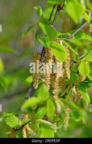 Fleurs mâles de l'hop Ostrya carpinifolia, hêtre Banque D'Images