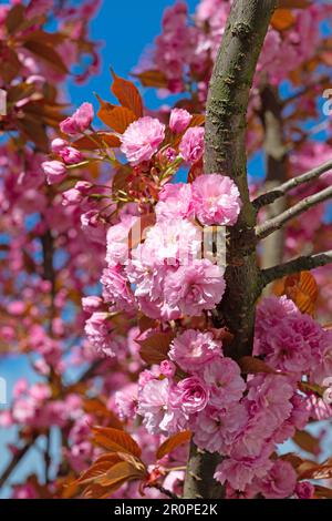 Girofle japonais Cerisier, Prunus serrulata, la floraison au printemps Banque D'Images