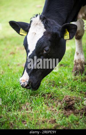 Vache de la race bovine Ansbach-Triesdorf (Ansbach-Triesdorfer Tiger) - une vieille race bovine en danger critique d'extinction en provenance d'Allemagne Banque D'Images