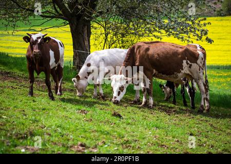 Vaches des races Ansbach-Triesdorf (Ansbach-Triesdorfer Tiger) et Simmental (Simmentaler Fleckvieh Rind) Banque D'Images