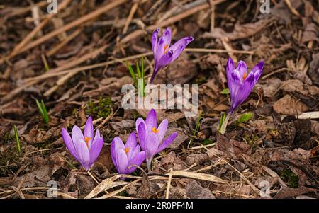Fleurs sauvages d'iris violet et jaune (Crocus heuffelianus) croissant à l'ombre, herbe sèche et feuilles autour Banque D'Images
