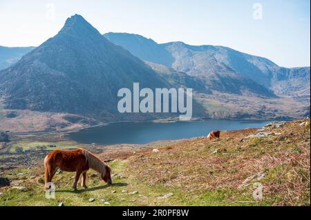 Tryfan avec les poneys sauvages de Carneddau à flanc de colline, un matin de printemps, Eryri Banque D'Images