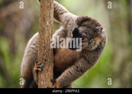 Citron brun commun - Eulémur fulvus - tenant sur un arbre regardant à côté, la pluie tombe sur la fourrure, forêt floue en arrière-plan. Les lémuriens sont endémiques à Madaga Banque D'Images