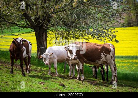 Vaches des races Ansbach-Triesdorf (Ansbach-Triesdorfer Tiger) et Simmental (Simmentaler Fleckvieh Rind) Banque D'Images