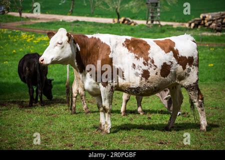 Vache de la race bovine Simmental Fleckvieh (croûte Simmentaler) Banque D'Images