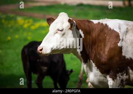 Vache de la race bovine Simmental Fleckvieh (croûte Simmentaler) Banque D'Images