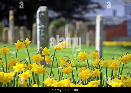 SIDMOUTH, DEVON, Royaume-Uni - 21 MARS 2017 jonquilles jaune vif en plein soleil dans le cimetière de l'église paroissiale de Sidmouth Banque D'Images