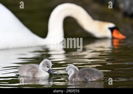 Munich, Allemagne. 09th mai 2023. Deux poussins de cygne nagent avec leur mère sur le Bach de Schwabinger dans le jardin anglais. Credit: Katrin Requadt/dpa/Alay Live News Banque D'Images