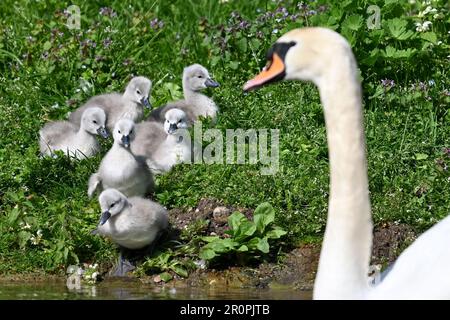 Munich, Allemagne. 09th mai 2023. Six poussins de cygne sont assis sur un pré dans le jardin anglais. Credit: Katrin Requadt/dpa/Alay Live News Banque D'Images