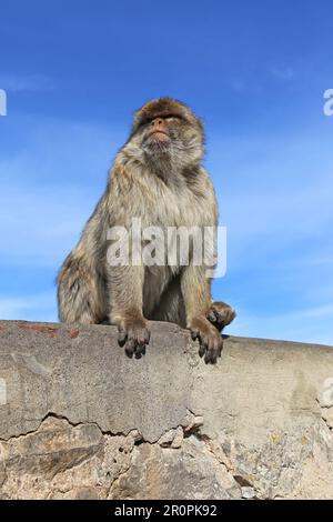 Barbarie Macaque (Macaca sylvanus), alias Barbary APE, Apes' Den, réserve naturelle, Gibraltar, Royaume-Uni, Royaume-Uni, Mer méditerranée, Europe Banque D'Images