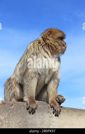 Barbarie Macaque (Macaca sylvanus), alias Barbary APE, Apes' Den, réserve naturelle, Gibraltar, Royaume-Uni, Royaume-Uni, Mer méditerranée, Europe Banque D'Images