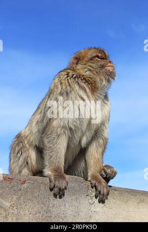 Barbarie Macaque (Macaca sylvanus), alias Barbary APE, Apes' Den, réserve naturelle, Gibraltar, Royaume-Uni, Royaume-Uni, Mer méditerranée, Europe Banque D'Images