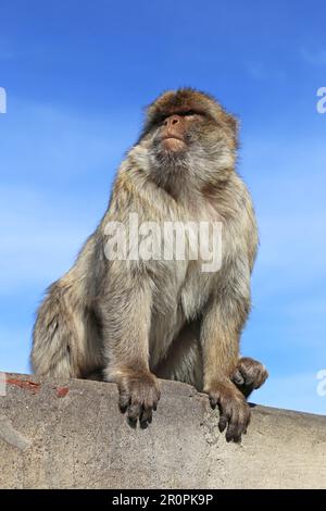 Barbarie Macaque (Macaca sylvanus), alias Barbary APE, Apes' Den, réserve naturelle, Gibraltar, Royaume-Uni, Royaume-Uni, Mer méditerranée, Europe Banque D'Images