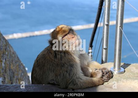 Barbarie Macaque (Macaca sylvanus), alias Barbary APE, Apes' Den, réserve naturelle, Gibraltar, Royaume-Uni, Royaume-Uni, Mer méditerranée, Europe Banque D'Images