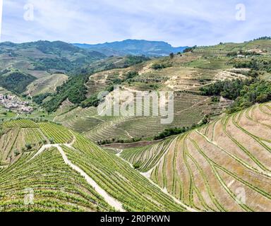 Dans le nord du Portugal près de Braga petits vignobles en terrasse organisation couvrent la zone dans le paysage, Portugal Banque D'Images