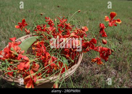 Fleurs de paon ou fleurs de gulmohar bouquet d'arbres sur l'herbe verte Banque D'Images