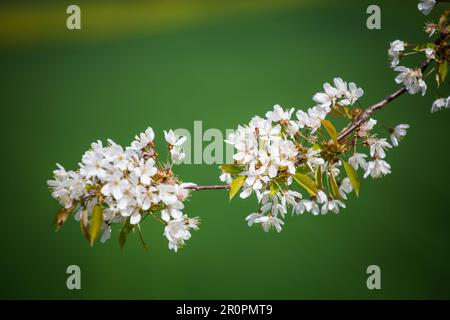 Arbre fruitier florissant au printemps, Altmühltal, Bavière, Allemagne Banque D'Images