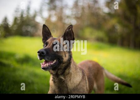 Portrait de Berger Belge (Malinois) Banque D'Images