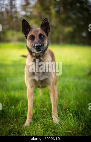 Berger Belge (Malinois) debout dans un pré Banque D'Images