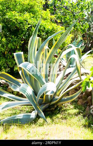 Plante du siècle variégée ( Agave americana variegata), dans un jardin méditerranéen. Banque D'Images