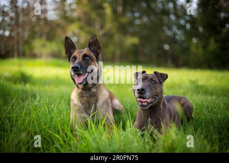 Amis chiens couchés dans une prairie, un chien black mixbred et un Malinois Banque D'Images