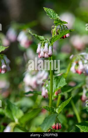 Gros plan des fleurs de comfrey rampant (symphytum grandiflorum) en fleurs Banque D'Images