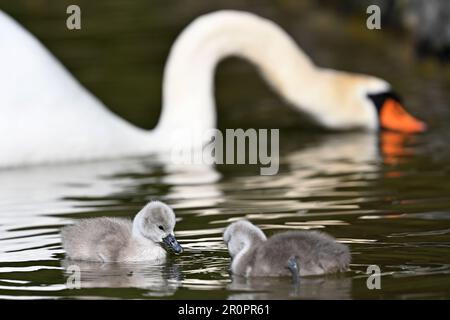 Munich, Allemagne. 09th mai 2023. Deux poussins de cygne nagent avec leur mère sur le Bach de Schwabinger dans le jardin anglais. Credit: Katrin Requadt/dpa/Alay Live News Banque D'Images