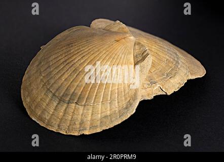 trois coquilles saint-jacques fossilisées se reposant l'une sur l'autre et riches en détails Banque D'Images