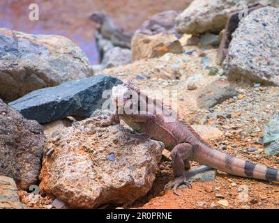 Iguana sur un bain de soleil dans le vieux San Juan Puerto Rico Banque D'Images