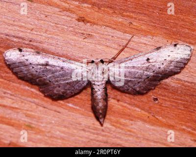 Espèce de papillon tropical indéterminée isolée sur un fond naturel de la jungle de Belize Banque D'Images