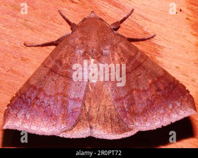 Espèce de papillon tropical indéterminée isolée sur un fond naturel de la jungle de Belize Banque D'Images