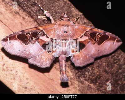 Espèce de papillon tropical indéterminée isolée sur un fond naturel de la jungle de Belize Banque D'Images