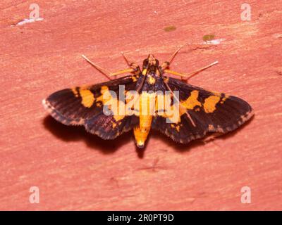 Espèce de papillon tropical indéterminée isolée sur un fond naturel de la jungle de Belize Banque D'Images