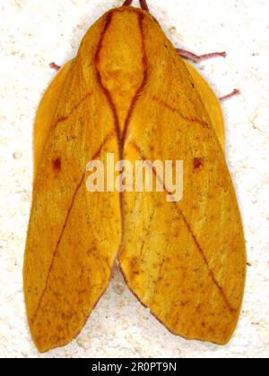 Espèce de papillon tropical indéterminée isolée sur fond blanc de la jungle de Belize Banque D'Images