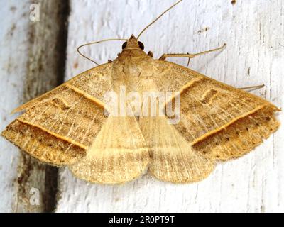 Espèce de papillon tropical indéterminée isolée sur fond blanc de la jungle de Belize Banque D'Images