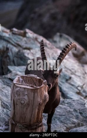 Un Ibex sur une falaise rocheuse près du Cervin à Zermatt, en Suisse. Banque D'Images