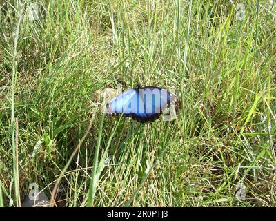 Un seul papillon de morpho bleu (Morpho peleides) reposant dans une longue herbe tropicale avec des ailes ouvertes Banque D'Images